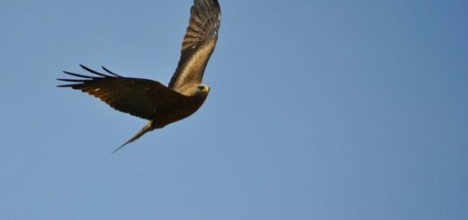 Birding Safari