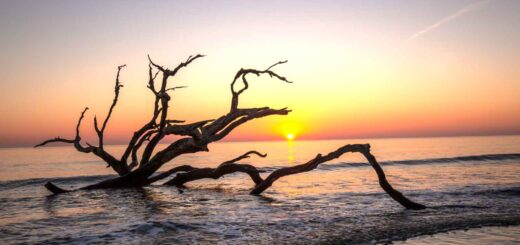 Best Places to Visit in the USA in March